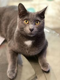 Portrait of cat sitting on floor