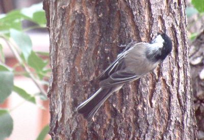 Close-up of bird perching on tree trunk