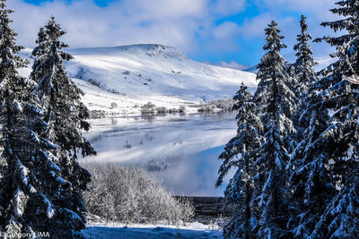 Trees by lac de guery lake against snowcapped mountain