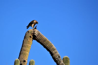 Low angle view of bird flying against clear blue sky