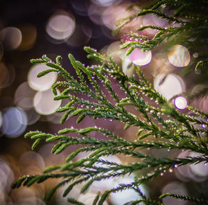 Close-up of christmas tree