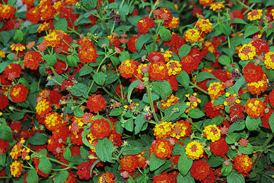 High angle view of flowering plants on field