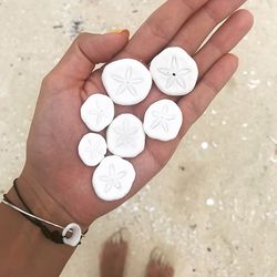 Cropped hand of woman holding sand dollars at beach