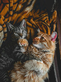Cats hugging 