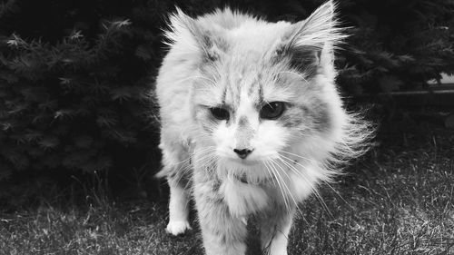 Portrait of cat on field