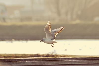 Close-up of seagull flying