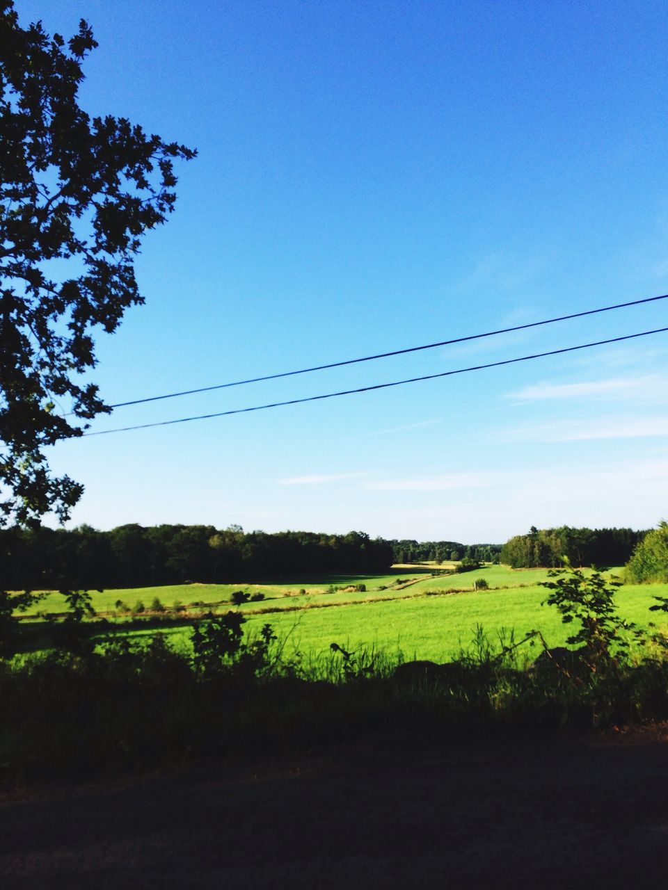 field, clear sky, landscape, tranquil scene, tree, tranquility, growth, rural scene, nature, power line, beauty in nature, scenics, copy space, sky, grass, blue, plant, agriculture, electricity pylon, green color