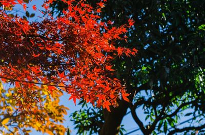 Low angle view of maple tree