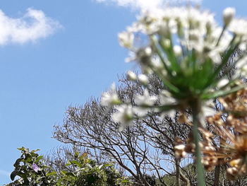 Low angle view of flowering tree against clear sky