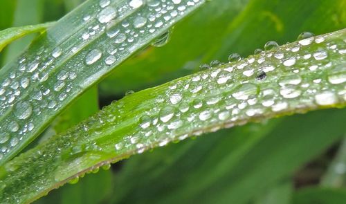 Close-up of water drops on leaf