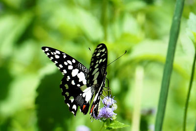 Close-up of butterfly pollinating on flower