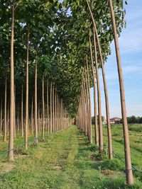 Trees growing on field against sky