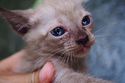 Close-up portrait of kitten