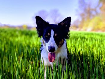 Portrait of dog on field