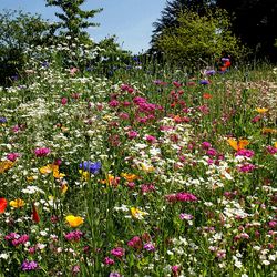 Pink flowers blooming in field