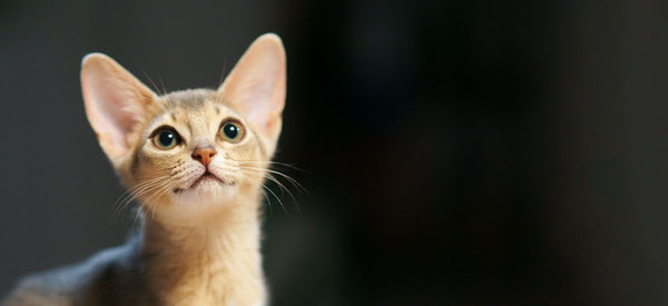 Close-up portrait of a blue abyssinian cat 