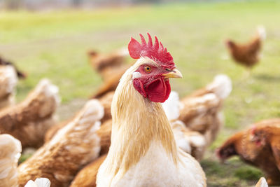 Close-up of a bird on a field