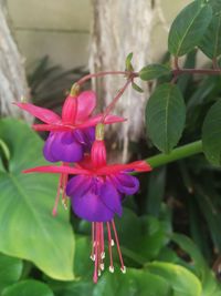 Close-up of flowers blooming outdoors