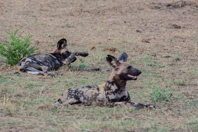 Two cats lying on field