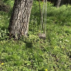 View of swing hanging from tree
