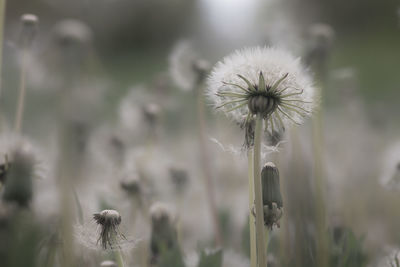 Close-up of dandelion growing in field