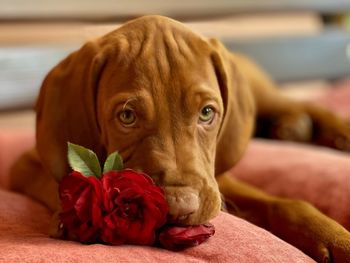 Vizsla puppy with a rose