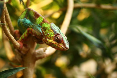 Close-up of lizard on branch