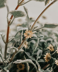 Close-up of wilted flowering plant