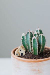 Cactus in a beautiful clay pot 
