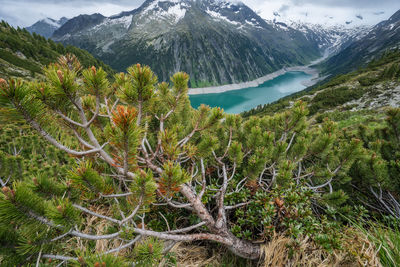 Pine tree trunk, blue schlegeis stausee lake and alps mountains. zillertal, austria, europe