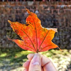 Close-up of hand holding maple leaf