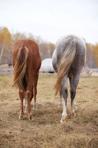 Two horses on pasture back view