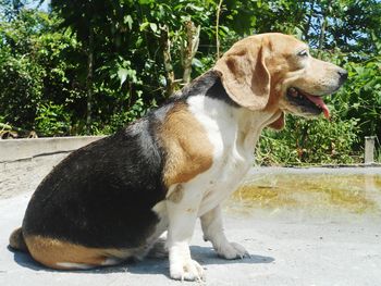 Close-up of dog sitting on footpath