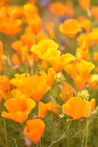 Close-up of yellow flowering plants on field