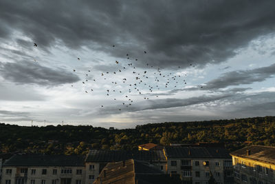 Flock of birds flying over buildings