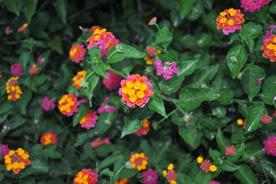 Close-up of flowering plants