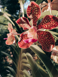 Close-up of red flowering plant