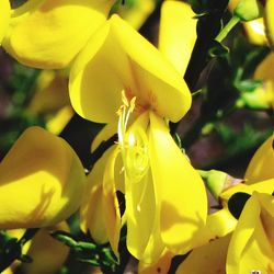 Close-up of yellow flowers