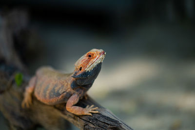 Close-up of lizard