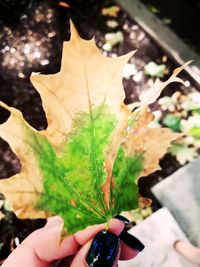 Close-up of hand holding leaves