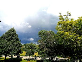 Low angle view of trees against sky