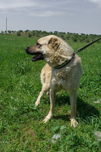 Dog looking away on field