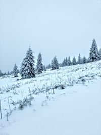 Trees on snow covered landscape against clear sky