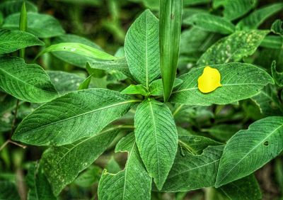 Close-up of green leaves on plant