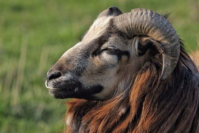 Close-up of sheep on field