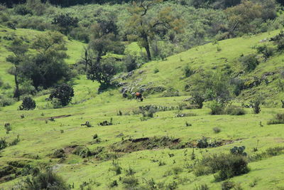 Scenic view of green landscape