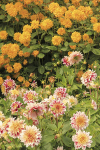 Close-up of flowers blooming outdoors