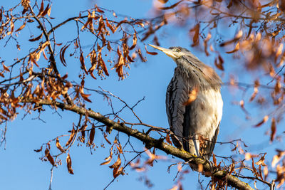 Low angle view of bird perching on tree against sky