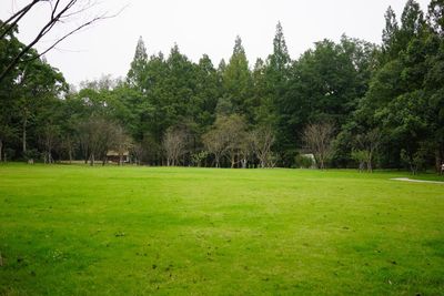 Trees on field against clear sky
