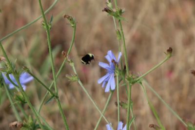 Close-up of insect on purple flowering plant